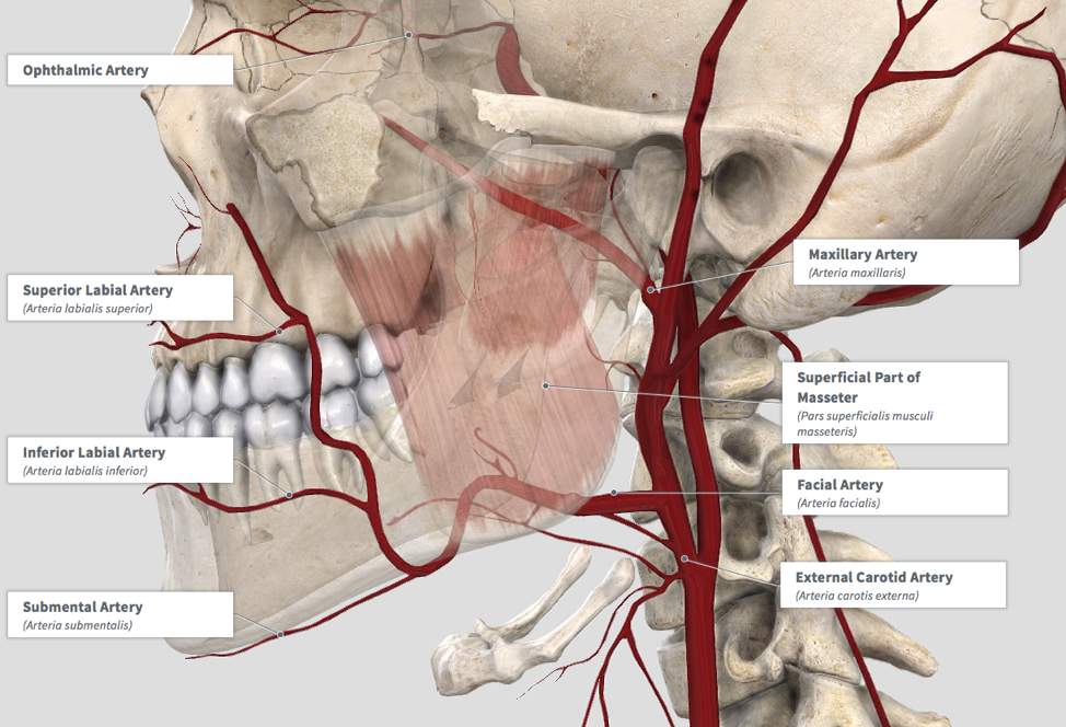 Model of Face Arterial Supply
